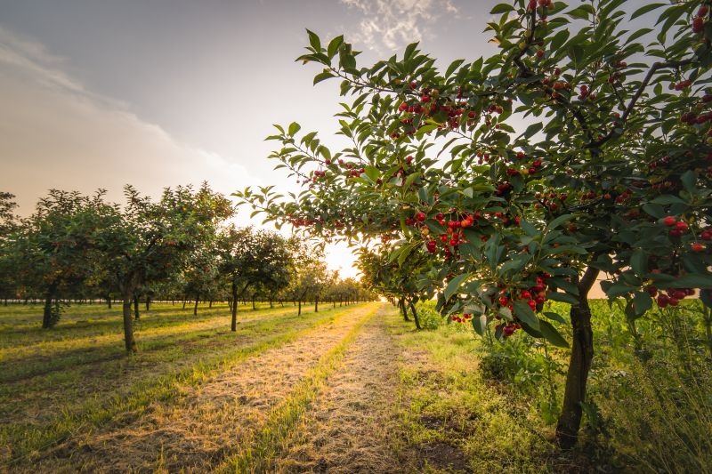 Cherry Tree Removal in Pottstown, PA