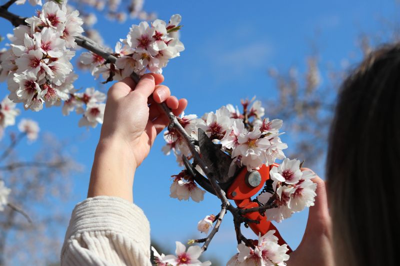 Magnolia Tree Pruning in Reno, NV