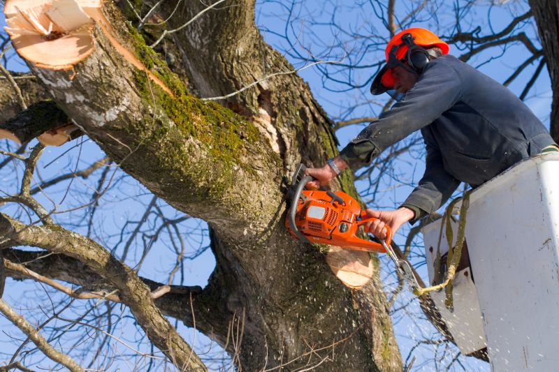 Maple Tree Removal in San Jose, CA