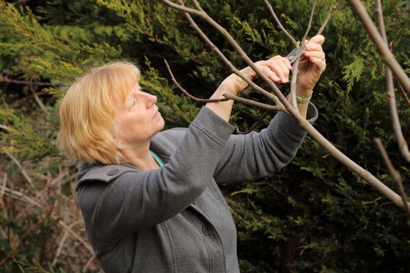 Apple Tree Pruning in Reno, NV