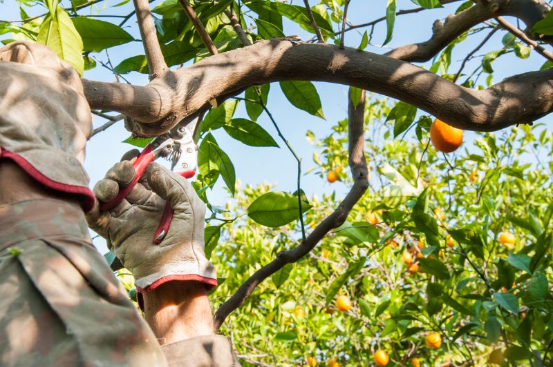 Apple Tree Pruning in Pottstown, PA