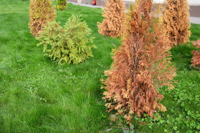 Arborvitae Pruning in Honolulu, HI