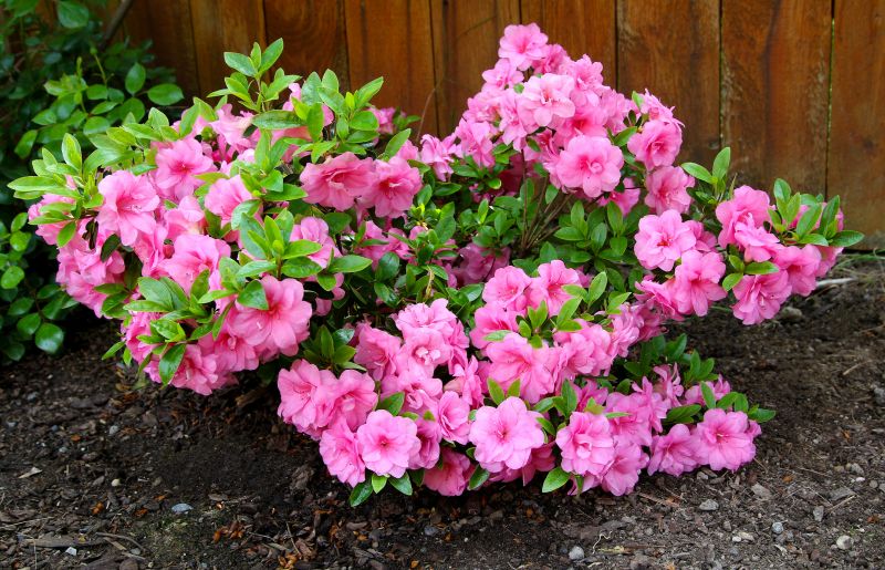 Azalea Pruning in Aiken, SC