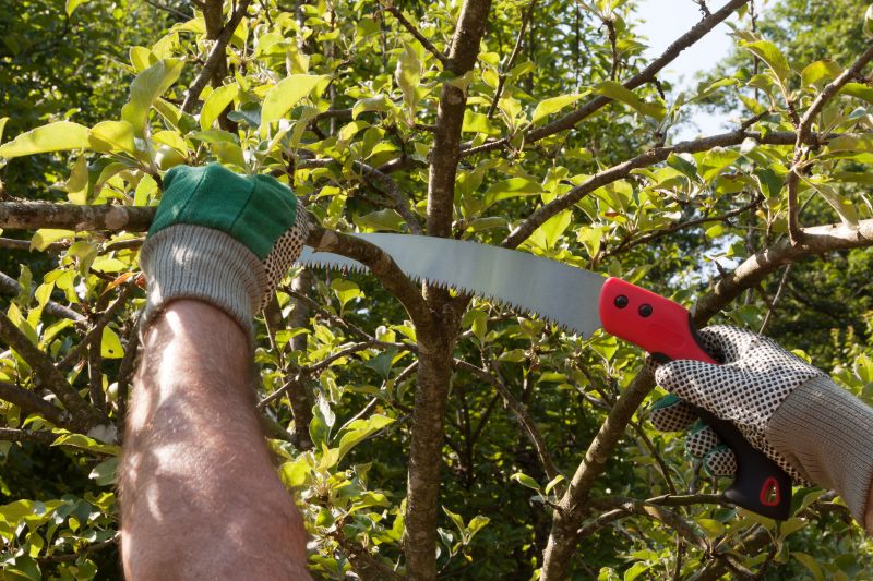 Beech Tree Pruning in Pottstown, PA