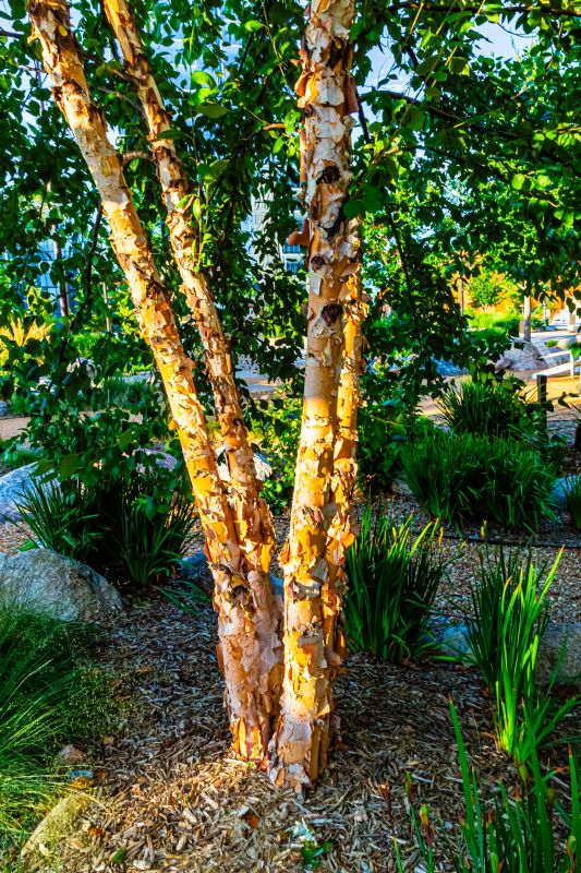 Birch Tree Pruning in Allentown, PA