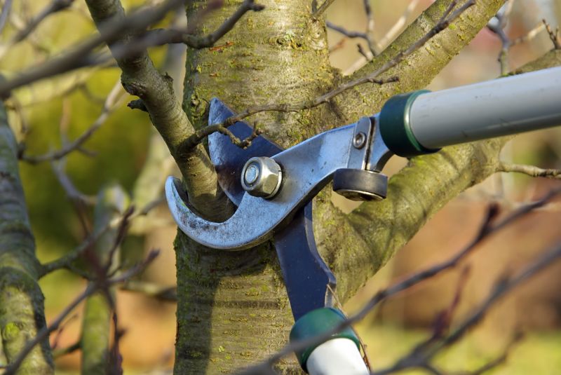 Birch Tree Pruning in Allentown, PA