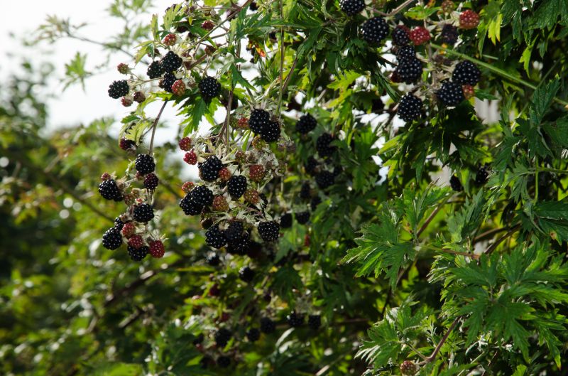 Blackberry Bush Removal in Rockwall, TX