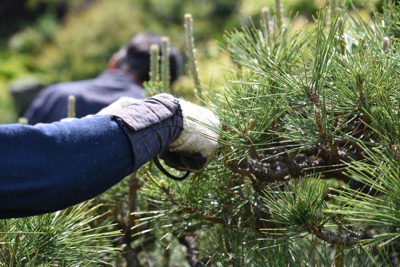 Bradford Pear Tree Pruning in Doylestown, PA