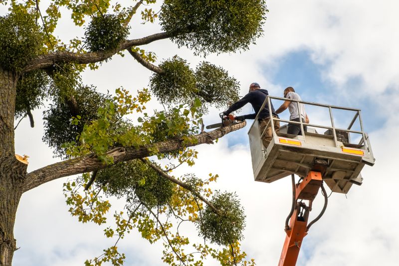 Cedar Tree Trimming in Doylestown, PA