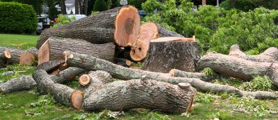Commercial Tree Removal in Allentown, PA