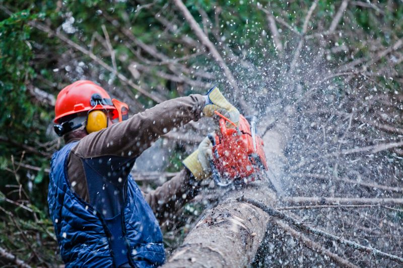 Commercial Tree Trimming in Denver County, CO