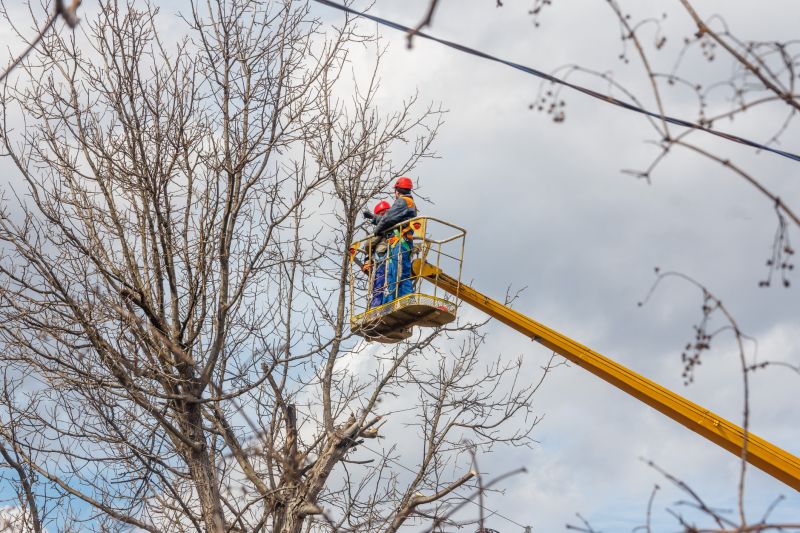 Commercial Tree Trimming in Allentown, PA