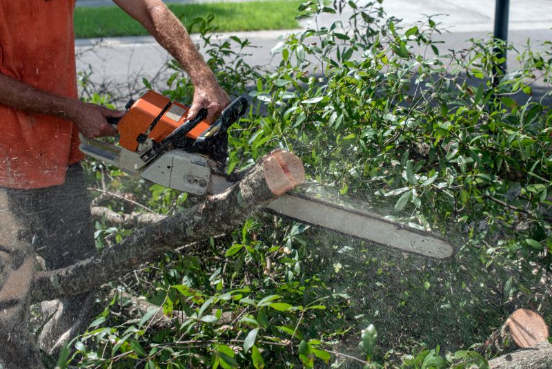 Commercial Tree Trimming in Denver, CO
