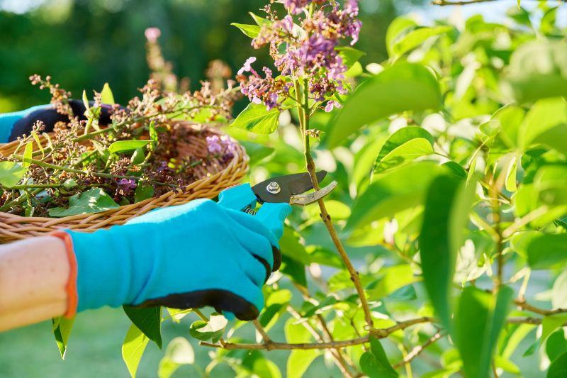 Crape Myrtle Pruning in Honolulu, HI