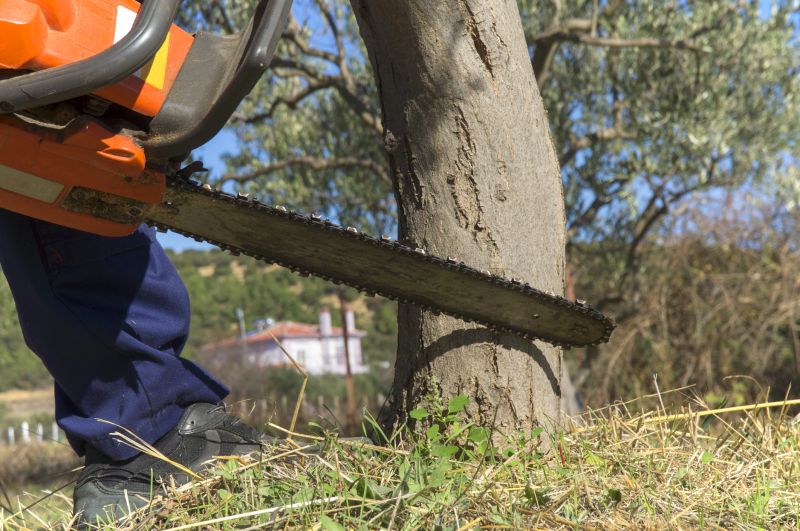 Cypress Tree Removal in Doylestown, PA