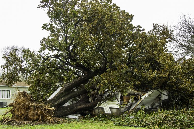 Fallen Tree Removal in Doylestown, PA