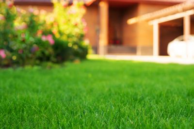 Lawn Shrubbery Care detail