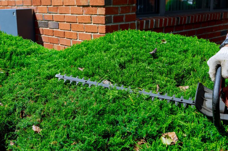 Hedge Removal Service in Honolulu, HI