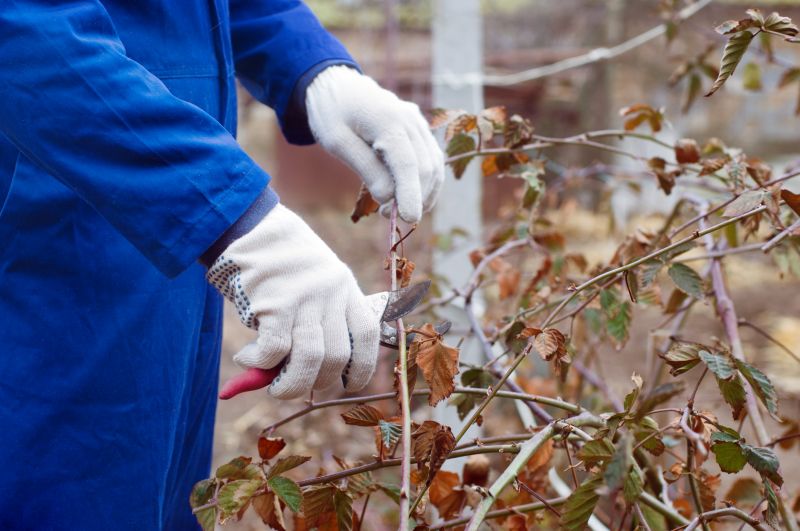 Hydrangea Pruning in Ventura County, CA