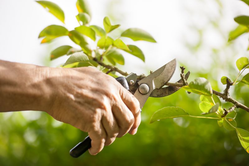 Juniper Pruning in Aiken, SC