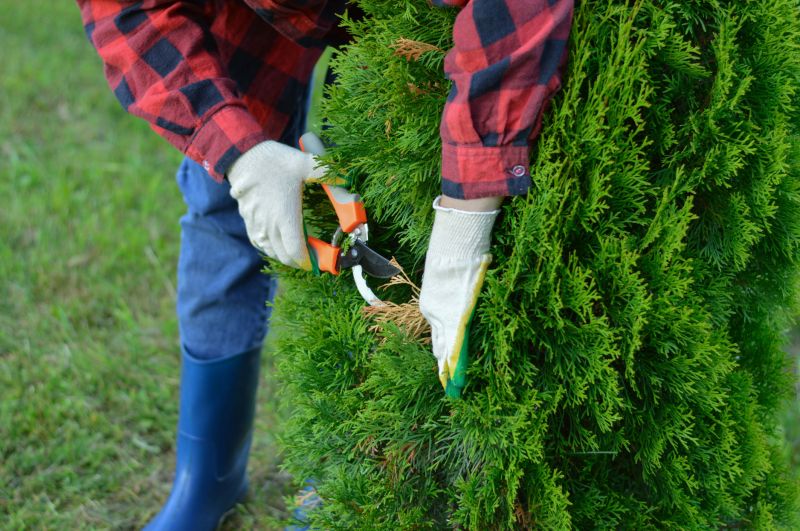 Juniper Pruning in Ventura County, CA