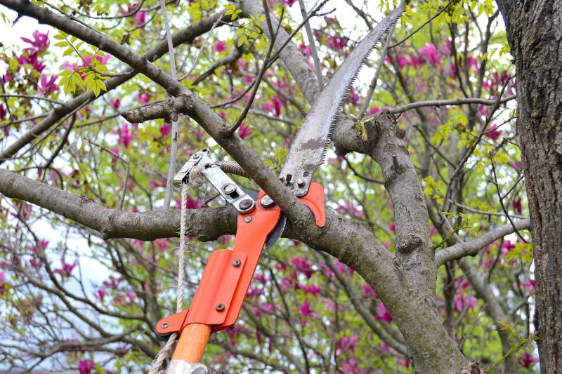 Limb Pruning in San Jose, CA