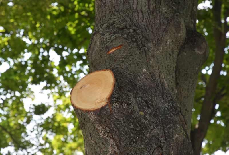 Limb Pruning in Reno, NV