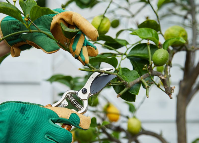 Magnolia Tree Pruning in San Jose, CA