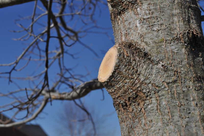 Magnolia Tree Pruning in Allentown, PA