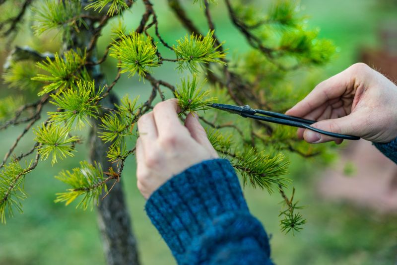 Maple Tree Pruning in San Jose, CA