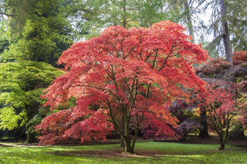 Maple Tree Removal in Reno, NV