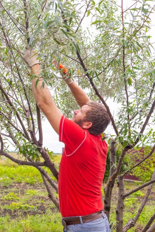 Oak Tree Pruning in Allentown, PA