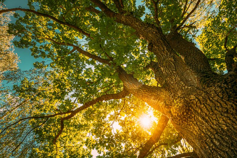 Oak Tree Pruning in Reno, NV