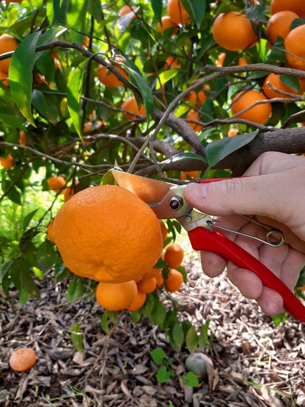 Orchard Tree Pruning in Pottstown, PA