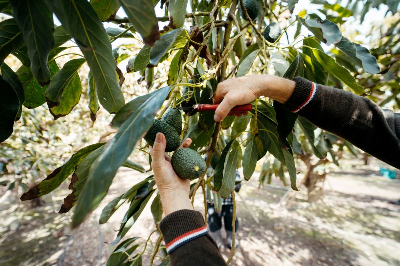 Orchard Tree Pruning in Allentown, PA