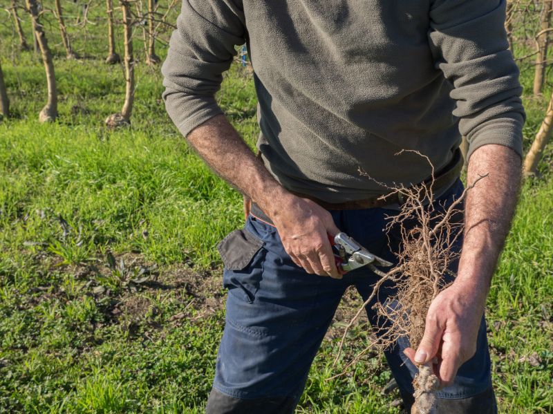 Orchard Tree Pruning in Reno, NV