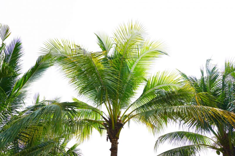 Palm Tree Trimming in San Jose, CA