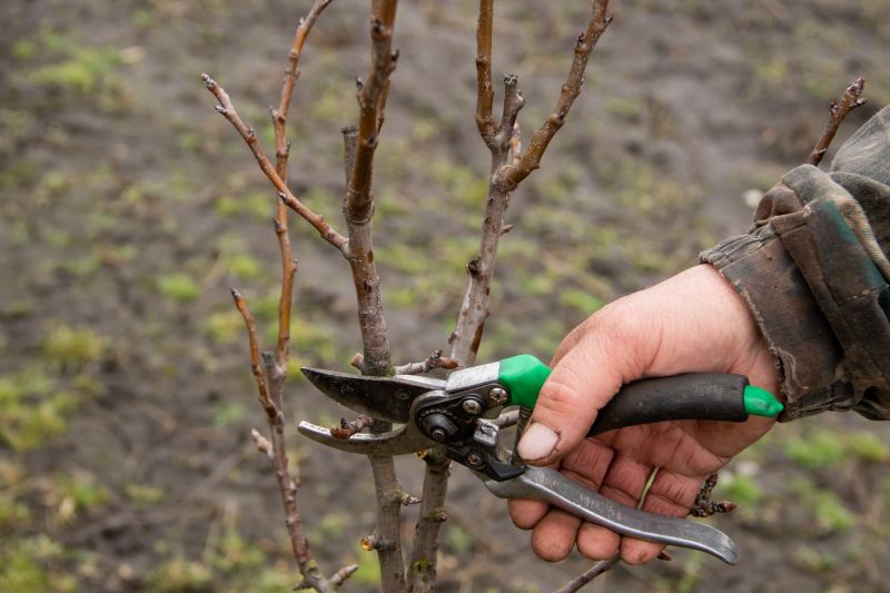 Peach Tree Pruning in Allentown, PA