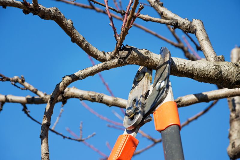 Pear Tree Pruning in Reno, NV