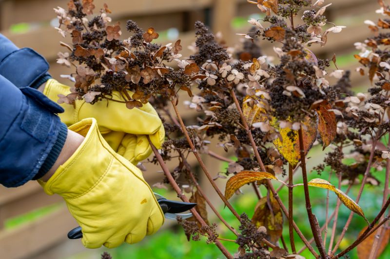 Rhododendron Pruning in Rockwall, TX