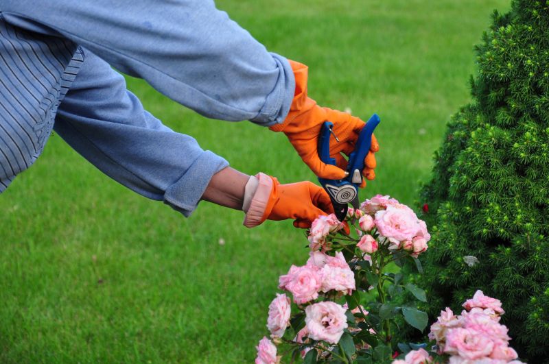 Rhododendron Pruning in Ventura County, CA