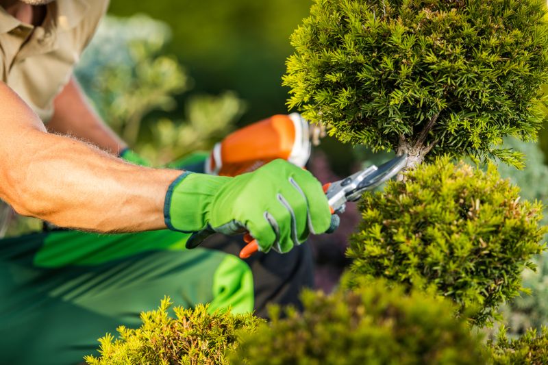 Rose Bush Pruning in Rockwall, TX