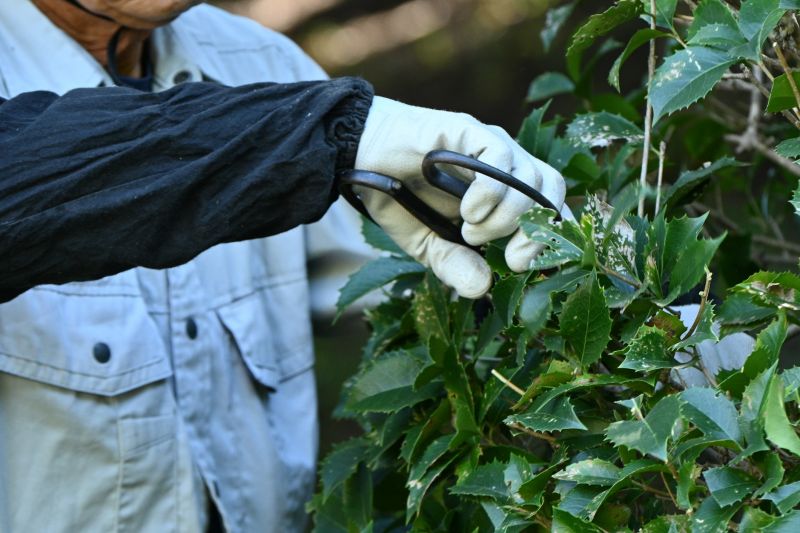 Rose Bush Pruning in Aiken, SC