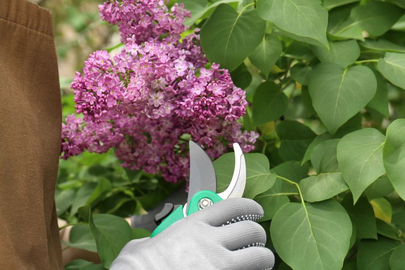 Shrub Pruning in Ventura County, CA