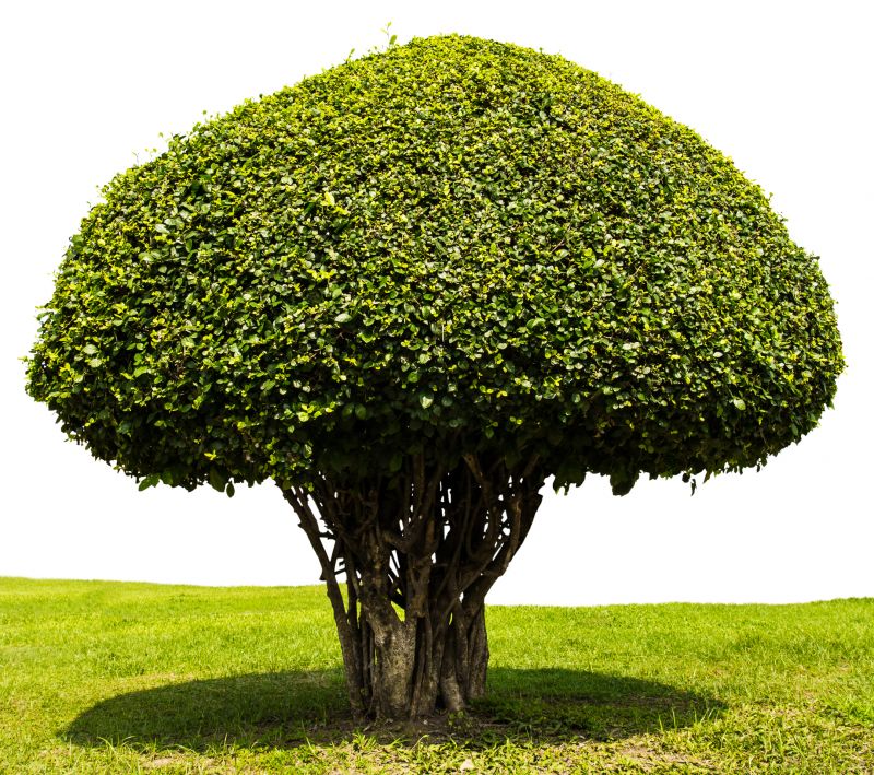 Shrub Shaping