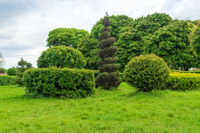 Shrubs Removal