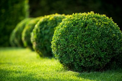 Shrubs Removal