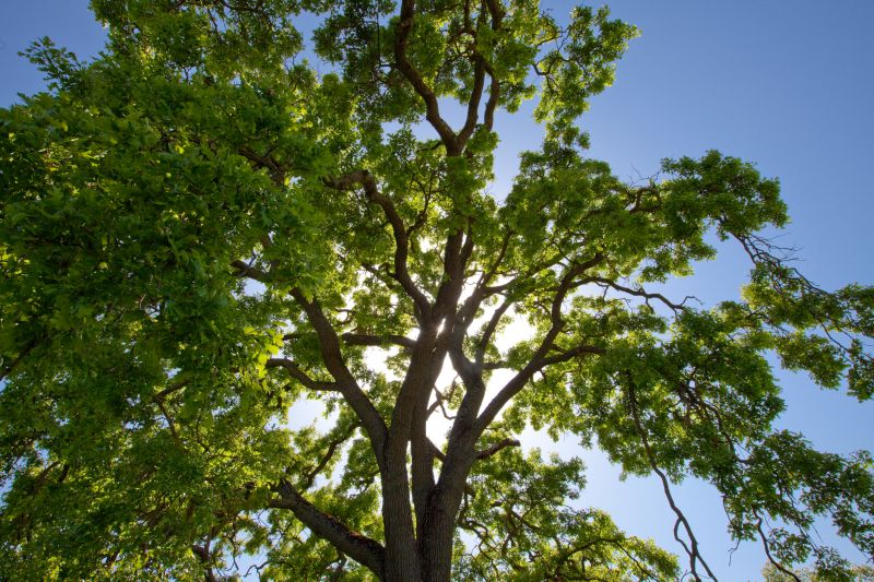 Tree Crown Shaping in Pottstown, PA