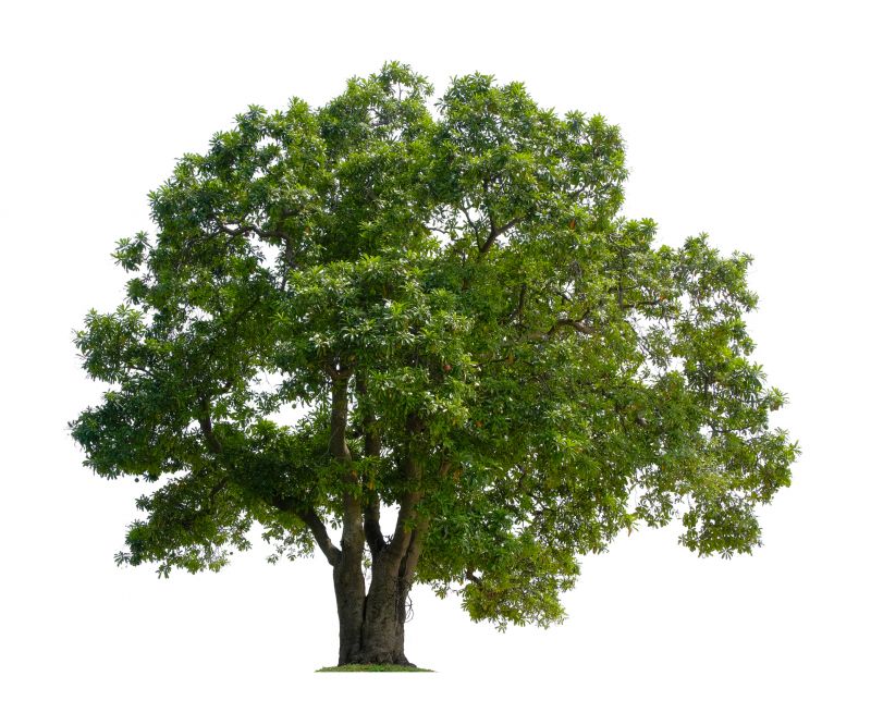 Tree Crown Shaping in Allentown, PA