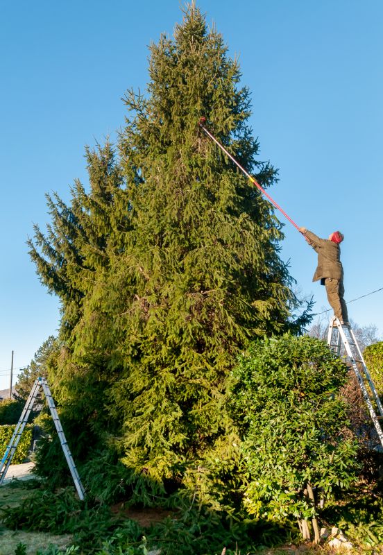 Tree Lopping Service in Allentown, PA